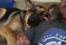 Минута отдыха Очаровательные овчарки на снимках Животные 