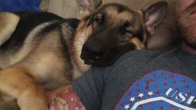 Минута отдыха Очаровательные овчарки на снимках Животные  Минута отдыха Очаровательные овчарки на снимках Животные