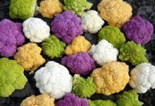 Минута отдыха Почему на цветной капусте не формируется завязь: причины, способы их устранения Интересное 