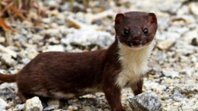 Минута отдыха Ласка: Где обитает, фото животного, описание и питание, образ жизни Животные  Минута отдыха Ласка: Где обитает, фото животного, описание и питание, образ жизни Животные