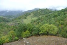 Минута отдыха Фотосинтез как средство контроля. Новые технологии мониторинга углерода Интересное 