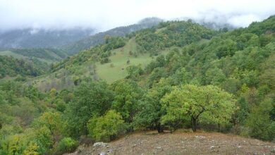 Минута отдыха Фотосинтез как средство контроля. Новые технологии мониторинга углерода Интересное  Минута отдыха Фотосинтез как средство контроля. Новые технологии мониторинга углерода Интересное