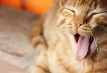 Минута отдыха Почему кошки странно реагируют на огурцы и бананы: эксперты нашли простое объяснение Животные 