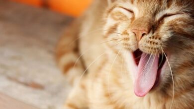 Минута отдыха Почему кошки странно реагируют на огурцы и бананы: эксперты нашли простое объяснение Животные 