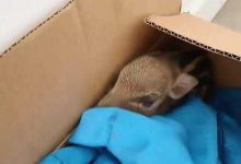 Минута отдыха Китаянка нашла в саду новорожденного кабанчика и решила его выходить Животные 