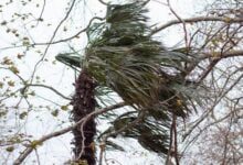 Минута отдыха В Анапе и Темрюке за сутки выпала годовая норма осадков Интересное 