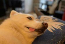 Минута отдыха Забавные и милые собаки, которые поднимают настроение Животные 