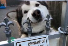 Минута отдыха Свирепейшие звери за табличками «Осторожно, злая собака!» Животные 