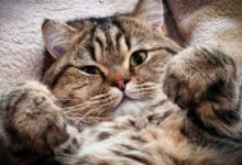 Минута отдыха 10 Самых Интересных Фактов о Кошках Животные 