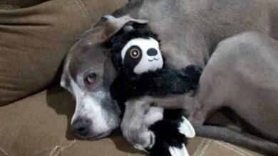 Минута отдыха У домашних питомцев тоже есть любимые игрушки Животные  Минута отдыха У домашних питомцев тоже есть любимые игрушки Животные