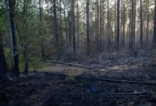 Минута отдыха Роскосмос подготовит данные о площади лесных пожаров в Якутии Интересное 