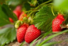 Минута отдыха Для посадки клубники в августе следует тщательно подготовить грядку Интересное 