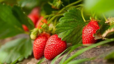 Минута отдыха Для посадки клубники в августе следует тщательно подготовить грядку Интересное 