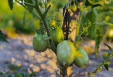 Минута отдыха Почему гниют помидоры на кустах в огороде, и как это предотвратить Интересное 