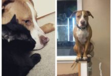 Минута отдыха 17 собак, которые думают, что они — кошки Интересное 