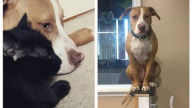 Минута отдыха 17 собак, которые думают, что они — кошки Интересное 