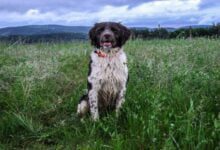 Минута отдыха Как помочь собаке перестать бояться грозы: советы экспертов Животные 