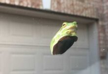 Минута отдыха Вот как выглядят лягушки на стекле Животные 