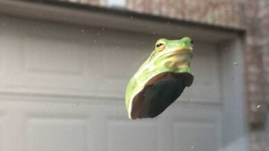 Минута отдыха Вот как выглядят лягушки на стекле Животные 