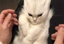 Минута отдыха Забавные котейки для хорошего настроения Животные 