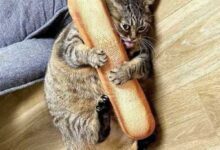 Минута отдыха Уморительные котейки, которые сломались Животные 