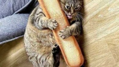 Минута отдыха Уморительные котейки, которые сломались Животные  Минута отдыха Уморительные котейки, которые сломались Животные