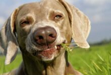 Минута отдыха Почему кошки и собаки едят траву? Животные 