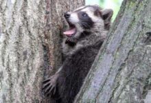 Минута отдыха Провальные, но забавные снимки животных из дикой природы Животные 