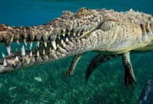 Минута отдыха 10 Животных с самым сильным укусом в мире Животные 