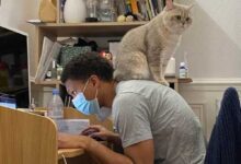 Минута отдыха Чрезвычайно наглые домашние питомцы – спят, где захотят, и на вас внимание не обратят Животные 