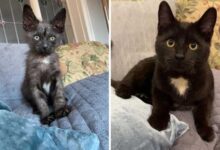 Минута отдыха Котики на снимках до и после того, как они нашли любящих хозяев Животные 