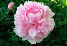 Минута отдыха Правильный уход за пионами в августе в Подмосковье поможет оставаться им здоровыми Интересное 