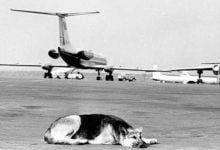 Минута отдыха Как пес два года ждал хозяина в аэропорту, а потом улетел в Киев Животные 