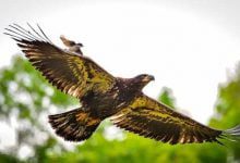 Минута отдыха Маленькая птичка напала на орлана, который подлетел к ее гнезду Животные 