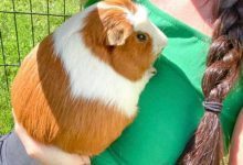 Минута отдыха 17 зверушек, чей уровень пушистости превосходит воображение Животные 