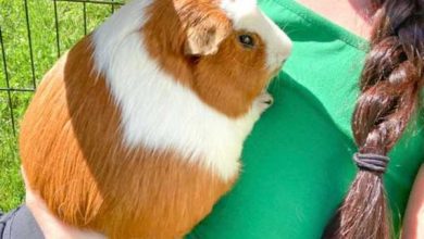 Минута отдыха 17 зверушек, чей уровень пушистости превосходит воображение Животные 