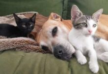 Минута отдыха Пес и девочка смогли подружиться даже через закрытую дверь Животные 