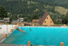 Минута отдыха Смекалистая карпатская коровка освежилась в бассейне с туристами Животные 