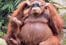 Минута отдыха Обезьяна примерила очки, потерянные туристом. Животные 