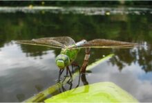 Минута отдыха Церковный и народный праздник 22 августа имеет свои приметы и поверья Интересное 