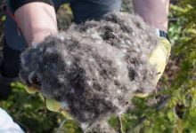 Минута отдыха Начался сезон охоты за самыми дорогими перьями в мире: $8 000 за 1 кг Животные 