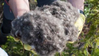 Минута отдыха Начался сезон охоты за самыми дорогими перьями в мире: $8 000 за 1 кг Животные  Минута отдыха Начался сезон охоты за самыми дорогими перьями в мире: $8 000 за 1 кг Животные