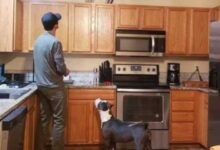 Минута отдыха Эти милые пёсики думают, что они — котики Животные 