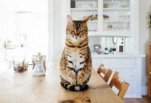 Минута отдыха Зачем кошки скидывают вещи со всех поверхностей Животные 