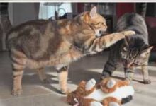 Минута отдыха Смешные питомцы эмоционально переживают за свои игрушки Животные 