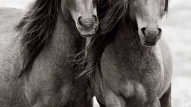 Минута отдыха Снимки диких лошадей, живущих на одном из отдаленных островов мира Животные 