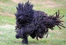 Минута отдыха Венгерское национальное чудо: летающие мочалки Животные 