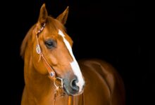 Минута отдыха Борцы за права животных призвали исключить конный спорт из программы ОИ Интересное 