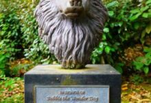 Минута отдыха Чудо-пёс Бобби, который преодолел 4000 км, чтобы вернуться домой (7 фото) Интересное 