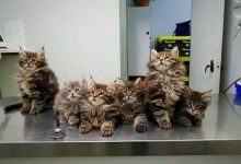 Минута отдыха Трогательные снимки ветеринаров и их очаровательных пациентов Животные 